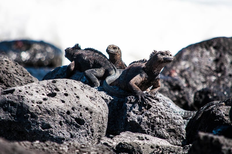 Galápagos Islands, Ecuador