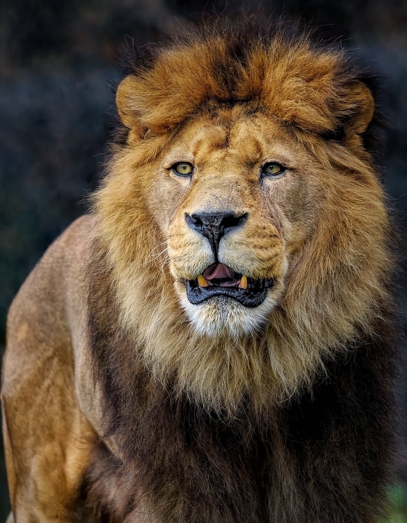 BBC Earth